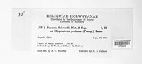 Puccinia habranthi image